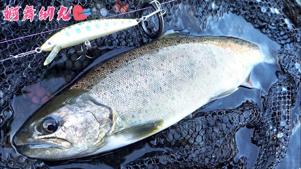 渓流釣り解禁2025♥鮎沢川 解禁の翌週 散歩のつもりが入れ食い♥大アマゴ