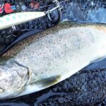 渓流釣り解禁2025♥鮎沢川 解禁の翌週 散歩のつもりが入れ食い♥大アマゴ