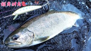 渓流釣り解禁2025♥鮎沢川 解禁の翌週 散歩のつもりが入れ食い♥大アマゴ