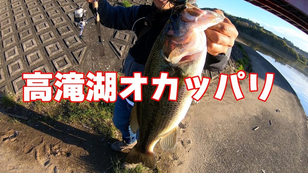 2025高滝湖オカッパリで沢山釣れました