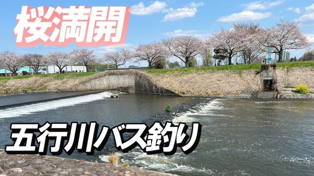 【五行川バス釣り】2025-4-5 桜満開の中 五行川でバス釣りしてきました！ビックバスゲットなるか？