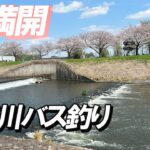 【五行川バス釣り】2025-4-5 桜満開の中 五行川でバス釣りしてきました！ビックバスゲットなるか？