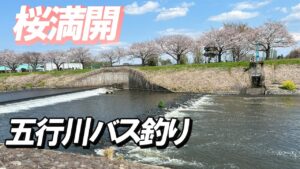 【五行川バス釣り】2025-4-5 桜満開の中 五行川でバス釣りしてきました!ビックバスゲットなるか?