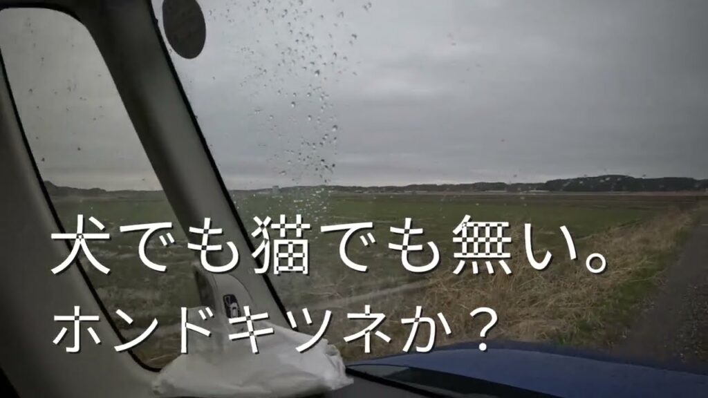 2025.3月【印旛沼水系バス釣り】ホンドキツネ？に遭遇？
