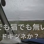 2025.3月【印旛沼水系バス釣り】ホンドキツネ？に遭遇？