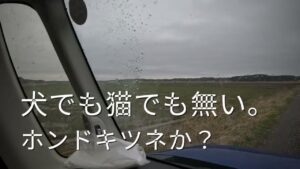2025.3月【印旛沼水系バス釣り】ホンドキツネ？に遭遇？