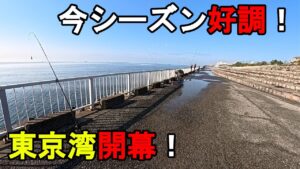 【千葉県某所】2025年春の東京湾で特大高級魚連発!海釣りシーズン序盤の時期に、関東地方の東京湾北部辺りの釣り場で、とある魚を狙ったローカル釣法で数日間釣りしてみたら…!【2025年4月上旬】