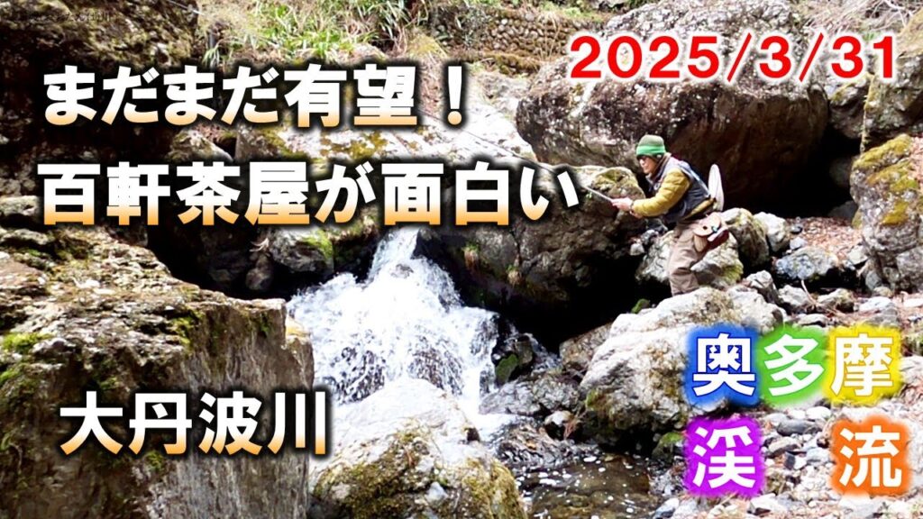 【奥多摩渓流釣り】放流８日目の大丹波川・百軒茶屋地区に入渓。予想以上の好漁、増水すれば爆釣も夢ではない！2025/3/31