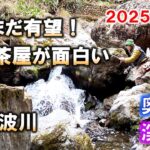 【奥多摩渓流釣り】放流８日目の大丹波川・百軒茶屋地区に入渓。予想以上の好漁、増水すれば爆釣も夢ではない！2025/3/31