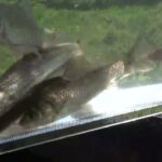 【小鮒釣り タナゴ釣り 小物釣り】高崎川の土手沿いの小さな用水路で小物釣り 2025年4月中旬