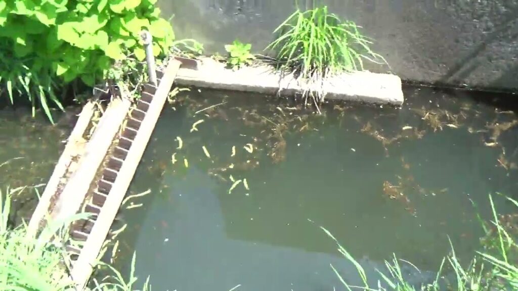 【小鮒釣り タナゴ釣り 小物釣り】大津川の土手沿いのホソの水門付近で小物釣り 2025年4月下旬