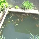 【小鮒釣り タナゴ釣り 小物釣り】大津川の土手沿いのホソの水門付近で小物釣り 2025年4月下旬