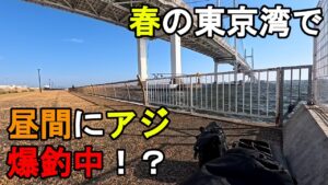 【神奈川県某所】春の東京湾で昼間にアジ爆釣中！？海釣りシーズン序盤の時期に、関東地方の東京湾に面した地域にある釣り場で、日中にアジ狙いで釣りしてみたら…！【2025年4月中旬】　※後半は相模湾での釣行