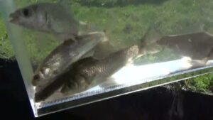 【小鮒釣り タナゴ釣り 小物釣り】高崎川の土手沿いの小さな用水路で小物釣り 2025年4月中旬