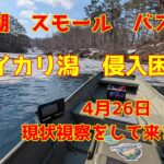 2025年4月26日　桧原湖　スモールマウスバス釣り　今シーズンは開幕が遅れていますよ