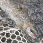 サクラマス釣行　2025年4月米代川　桜開花前　#釣り　#秋田釣り　#サクラマス　#米代川　#アングラーズ　#nature #mountains #fishing #river