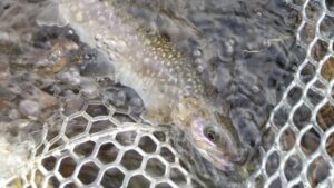 サクラマス釣行　2025年4月米代川　桜開花前　#釣り　#秋田釣り　#サクラマス　#米代川　#アングラーズ　#nature #mountains #fishing #river