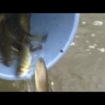 渓流釣りの季節到来…３月１日解禁にむけ鏡野町と津山市の川で約７５００匹のアマゴを放流【岡山】 (24/02/29 16:00)