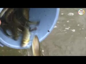 渓流釣りの季節到来…３月１日解禁にむけ鏡野町と津山市の川で約７５００匹のアマゴを放流【岡山】 (24/02/29 16:00)