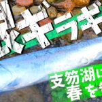 春3月 支笏湖に咲く銀輪のサクラマス【北海道釣り】【支笏湖釣り】