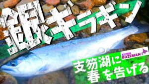 春3月 支笏湖に咲く銀輪のサクラマス【北海道釣り】【支笏湖釣り】