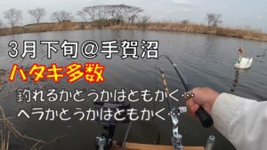 3月下旬・ハタキ多数@手賀沼水系【へらぶな釣り】