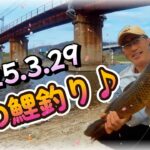 【大阪・大和川3月末春の鯉釣り】ヤバい！花見シーズン♪鱒レンジャーにマルキュー練りエサ「鯉ごころ」売り切れで「天下無双」代用で鯉は釣れるでしょうか？ダイソーPEライン・Filmoraフィモーラ14