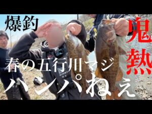 【茨城バス釣り】春の五行川マジハンパねぇ！40アップ連発！【ブラックバス】