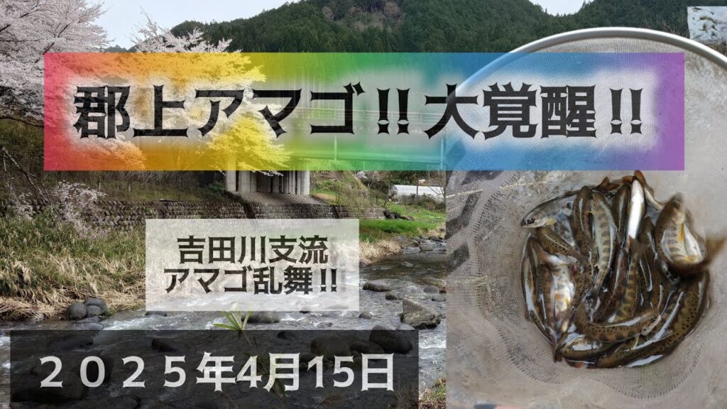 郡上アマゴ‼️大覚醒‼️吉田川支流でアマゴ乱舞‼️２０２５年4月15日