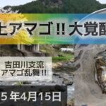郡上アマゴ‼️大覚醒‼️吉田川支流でアマゴ乱舞‼️２０２５年4月15日