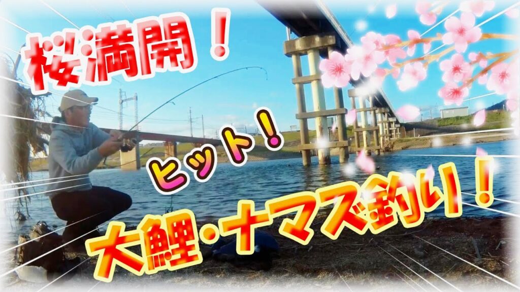 【大阪・4月桜満開！春の大和川鯉釣り】ヤバい！鱒レンジャーにマルキュー練りエサ「天下無双」をグルテンにまぶしてナマズ君まで釣れる！？これからが産卵シーズンで大物狙いが楽しいぞ！ダイソーPEライン