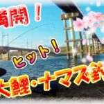 【大阪・4月桜満開！春の大和川鯉釣り】ヤバい！鱒レンジャーにマルキュー練りエサ「天下無双」をグルテンにまぶしてナマズ君まで釣れる！？これからが産卵シーズンで大物狙いが楽しいぞ！ダイソーPEライン