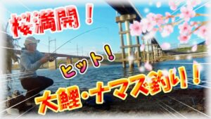 【大阪・4月桜満開!春の大和川鯉釣り】ヤバい!鱒レンジャーにマルキュー練りエサ「天下無双」をグルテンにまぶしてナマズ君まで釣れる!?これからが産卵シーズンで大物狙いが楽しいぞ!ダイソーPEライン