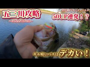 【バス釣り】五三川攻略!春爆!50UP連発!?ギル喰いバスにはコレで狙う!