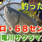 サクラマス5キロ68センチを九頭竜川で釣ったっ！2025年4月8日