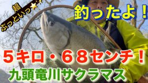 サクラマス5キロ68センチを九頭竜川で釣ったっ！2025年4月8日