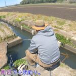 牛久で水路釣り！ 6尺短竿で尺超え〇〇は焦りますー！！   つくば市 牛久沼周辺で小物釣り。