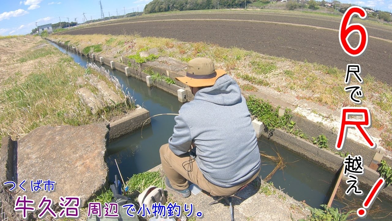 牛久で水路釣り! 6尺短竿で尺超え〇〇は焦りますー!! つくば市 牛久沼周辺で小物釣り。
