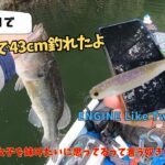 【津久井湖】ENGINE新製品のLikeTwoFiveESホバストで釣れたのじゃ！の巻