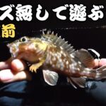 【浜名湖】GW直前・・・夜の海釣り公園は無限に釣れます