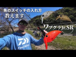 こんなに釣れる！ワブクラJr.SRで続々と魚にスイッチを入れる釣り方教えます。【エリアトラウト】【管理釣り場】