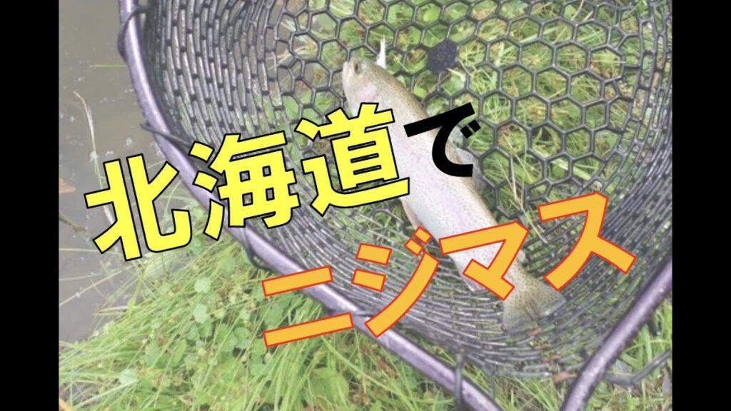 ニジマス！！初めての管理釣り場♪♪【ドキMAX釣り】ハゼ師匠に完敗でした！笑 #管理釣り場 #ニジマス #北海道 #釣り