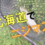ニジマス！！初めての管理釣り場♪♪【ドキMAX釣り】ハゼ師匠に完敗でした！笑 #管理釣り場 #ニジマス #北海道 #釣り