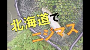 ニジマス！！初めての管理釣り場♪♪【ドキMAX釣り】ハゼ師匠に完敗でした！笑 #管理釣り場 #ニジマス #北海道 #釣り