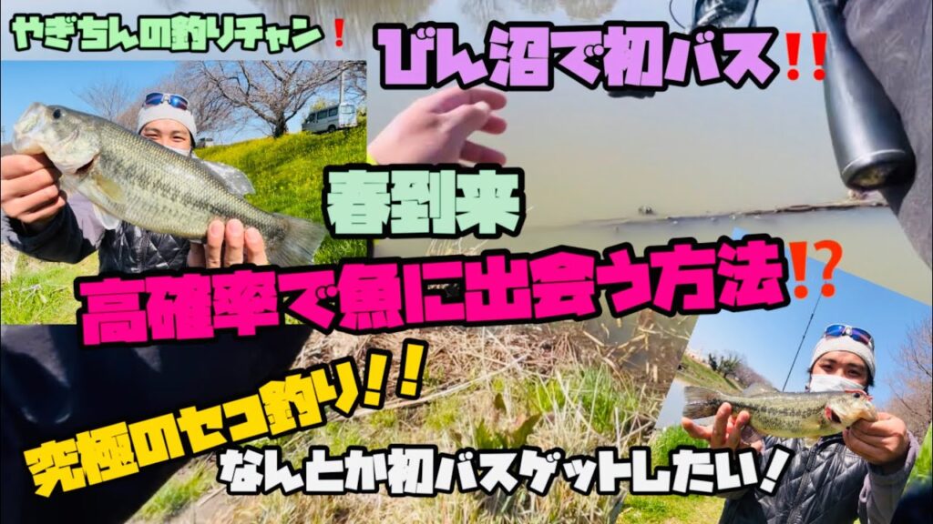 【OSP MMZ】びん沼バス釣り❗️春のセコ釣り🌸✨なんとしても釣りたいあなたへ‼️バスの釣り方