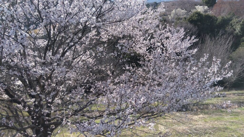 釣り場紹介🉐浜名湖瀬戸橋下＆豊田市鞍ヶ池PAの桜🌸　静岡県浜松市浜名区三ケ日町大崎　浜名湖瀬戸橋下　愛知県豊田市　東海環状自動車道鞍ヶ池PA　三月末　#釣り #浜松市 #トヨタ #桜