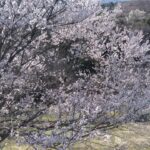 釣り場紹介🉐浜名湖瀬戸橋下＆豊田市鞍ヶ池PAの桜🌸　静岡県浜松市浜名区三ケ日町大崎　浜名湖瀬戸橋下　愛知県豊田市　東海環状自動車道鞍ヶ池PA　三月末　#釣り #浜松市 #トヨタ #桜