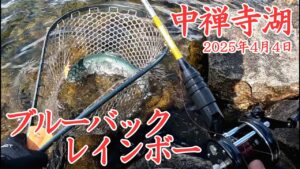 【中禅寺湖】今季初の中禅寺湖釣行でなんとか解禁！ブルーバックが美しいニジマスが釣れたお話。　#ラパラPR #ラパラ #カウントダウンエリート #中禅寺湖 #アンバサダー4600C #ズームサファリ