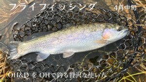 SA OH&Dの雑〜なインプレなど #フライフィッシング  #エリアトラウト #flyfishing