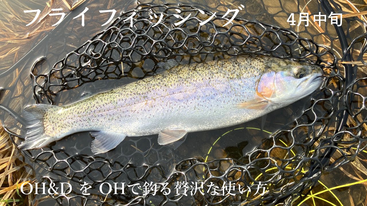 SA OH&Dの雑〜なインプレなど #フライフィッシング #エリアトラウト #flyfishing